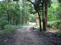 Dhoni Forest